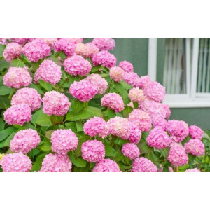 Саженцы Гортензия Уайт Пинк (White Pink) (крупнолистная)