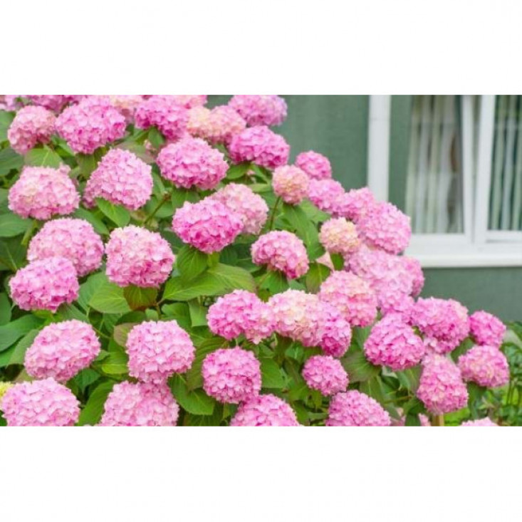 Комплект 5шт / Гортензия Уайт пинк ( White pink ) (крупнолистная) - яркое цветение и уход прост Комплект 5шт / Гортензия Уайт пинк ( White pink ) (крупнолистная) - яркое цветение и уход прост