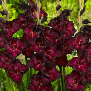 Саженцы Гладиолус Крупноцветковый Блек Джек